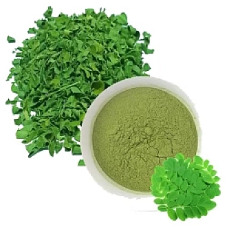 Pure organic moringa powder in a bowl with fresh leaves for sale in Bangladesh